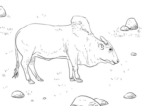 Brahma Bull Coloring Page